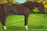 Horse Color:Liver Chestnut 