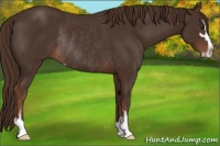 Horse Color:Liver Chestnut Sabino Rabicano 