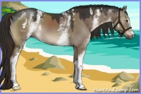 Horse Color:White Spotted Liver Red Dun 