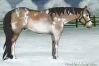 Horse Color:White Spotted Liver Red Dun 