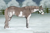 Horse Color:Liver Red Roan Splash
