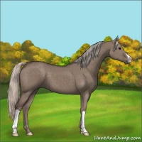 Horse Color:Silver Grullo 