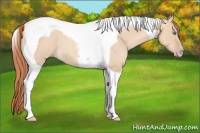 Horse Color:Gold Champagne Roan Dun Tobiano 