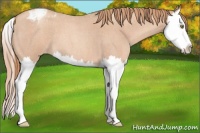 Horse Color:Gold Champagne Roan Splash Varnish 