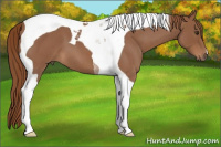 Horse Color:Red Roan Tobiano