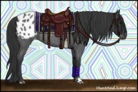 Horse Color:Blue Roan Appaloosa 