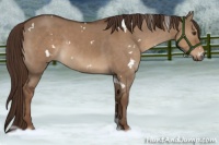 Horse Color:White Spotted Liver Red Dun 