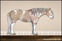 Horse Color:White Spotted Silver Brown Dun Splash 