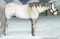 Horse Color:Plaid Liver Red Dun Onyx Mushroom Sabino