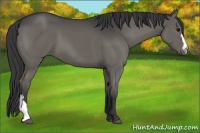 Horse Color:Grullo 