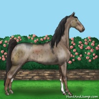 Horse Color:Liver Red Dun Roan 