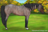 Horse Color:Brown Roan