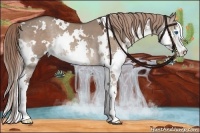 Horse Color:White Spotted Liver Red Dun Sabino Splash 
