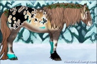 Horse Color:Chocolate Palomino Onyx Appaloosa 