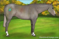 Horse Color:Silver Black Sabino 