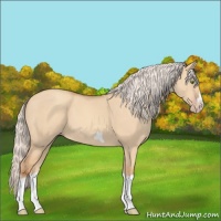 Horse Color:Silver Classic Champagne Dun Splash Frame 