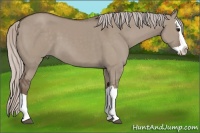 Horse Color:Silver Grullo Splash