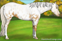 Horse Color:Palomino Appaloosa 