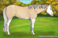 Horse Color:Gray Silver Amber Champagne Dun Splash 