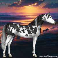 Horse Color:Gray White Spotted Black Splash 
