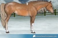 Horse Color:White Spotted Chocolate Palomino Tobiano 