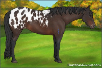 Horse Color:Brown Appaloosa 