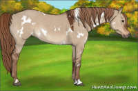 Horse Color:White Spotted Liver Red Dun 