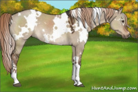 Horse Color:White Spotted Liver Red Dun 