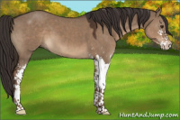 Horse Color:Liver Red Dun Sabino 