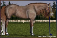 Horse Color:Red Roan Splash 