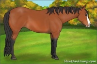 Horse Color:Bay Splash