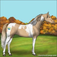 Horse Color:Red Dun Tobiano 