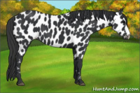 Horse Color:Black Appaloosa 