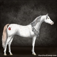Horse Color:Gold Champagne Leopard  and Gold Champagne Splash Leopard 