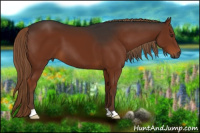 Horse Color:Gray Liver Chestnut