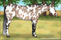 Horse Color:Bay Roan Dun Appaloosa Brindle 