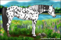 Horse Color:Gray Liver Chestnut Near Leopard