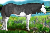 Horse Color:Liver Chestnut Splash Rabicano 