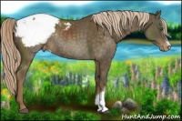 Horse Color:Chocolate Palomino Appaloosa Rabicano