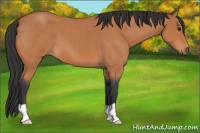 Horse Color:Bay Roan 