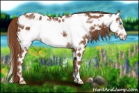 Horse Color:Chestnut Frame Appaloosa