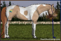 Horse Color:Red Dun Tobiano