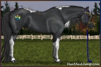 Horse Color:Black Tobiano 