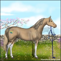 Horse Color:Red Dun Tobiano 