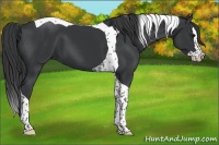 Horse Color:Black Splash Tobiano