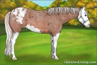 Horse Color:Silver Bay Roan Splash Appaloosa 