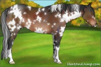 Horse Color:White Spotted Brown 
