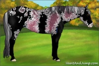 Horse Color:White Spotted Brown Sabino Appaloosa 