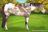 Horse Color:White Spotted Chocolate Brown Dun Sabino Appaloosa 