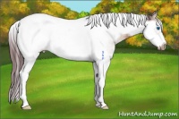 Horse Color:White Spotted Chocolate Brown Dun Splash Tobiano Frame 